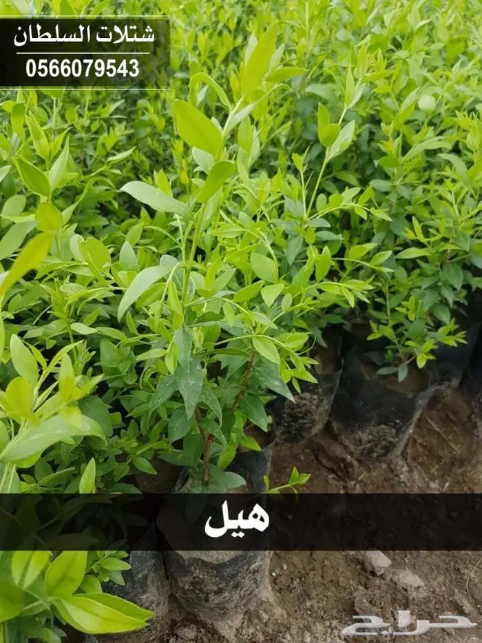 بإفضل الاسعار .. شتلات تبدأ ب1.50 ريال . 75