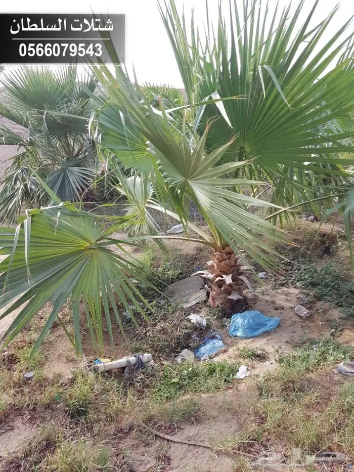 بإفضل الاسعار .. شتلات تبدأ ب1.50 ريال . 81