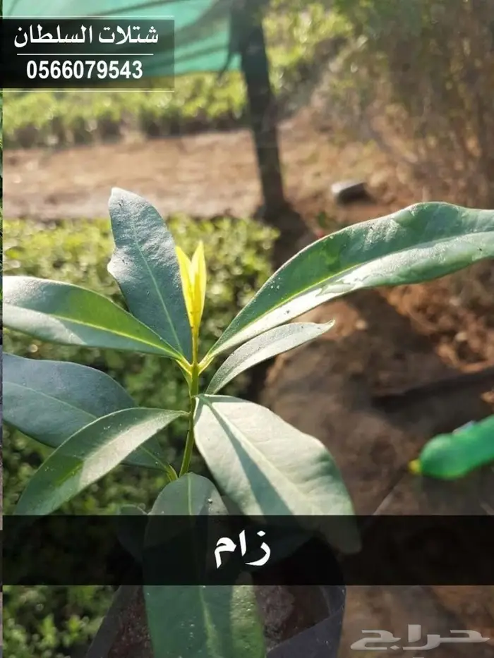 بإفضل الاسعار .. شتلات تبدأ ب1.50 ريال . 91