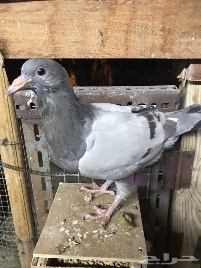 زغاليل لاحم فرنسي وزاجل بالخرج 1