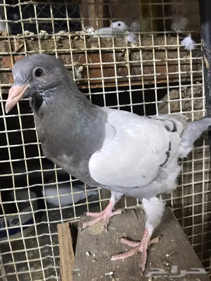 زغاليل لاحم فرنسي وزاجل بالخرج 0