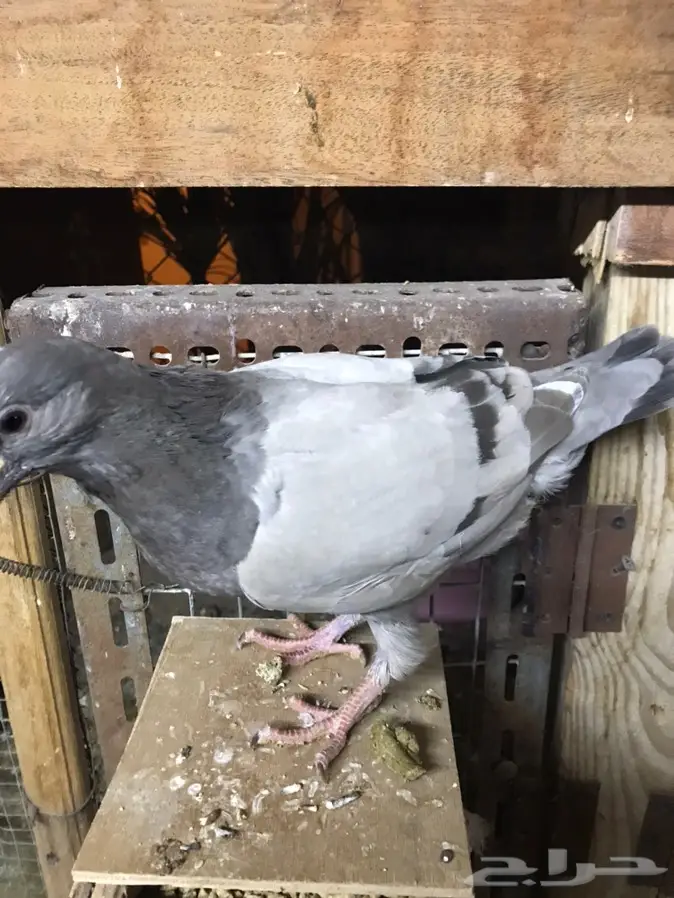 زغاليل لاحم فرنسي وزاجل بالخرج 2