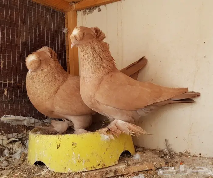  نجفي اصفر مع عياله مستوى قوي (( تم البيع )) 2