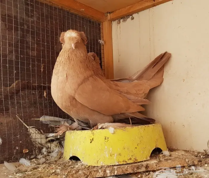  نجفي اصفر مع عياله مستوى قوي (( تم البيع )) 3