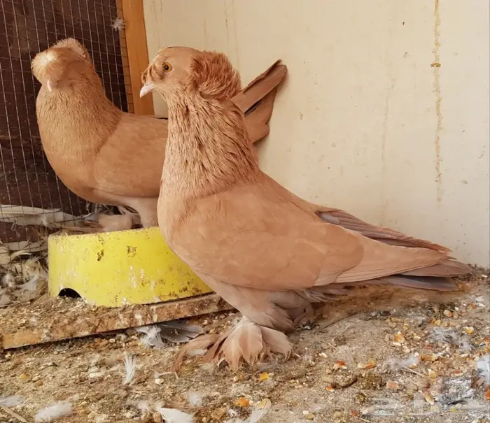  نجفي اصفر مع عياله مستوى قوي (( تم البيع )) 1