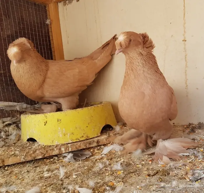  نجفي اصفر مع عياله مستوى قوي (( تم البيع )) 0