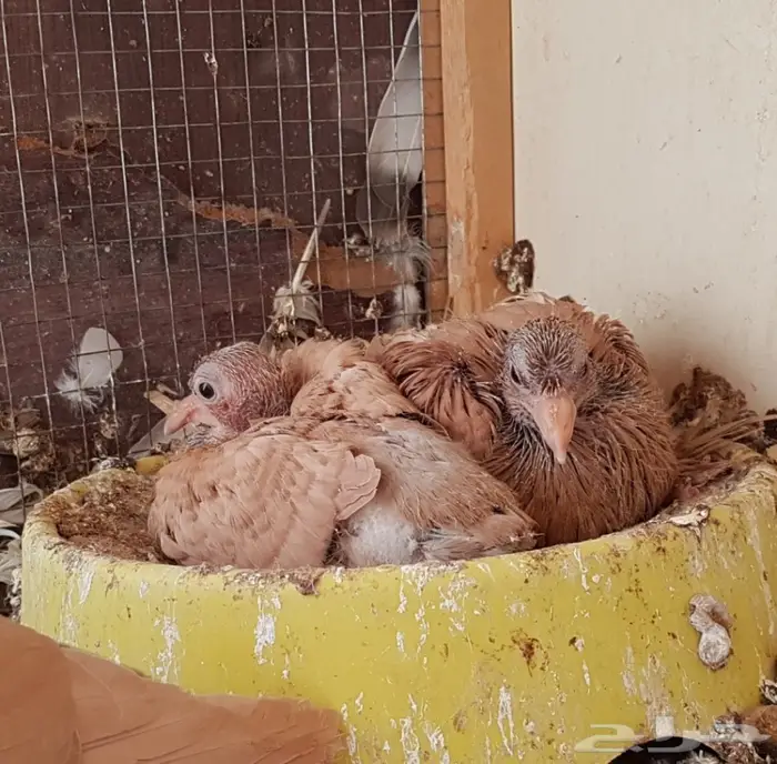  نجفي اصفر مع عياله مستوى قوي (( تم البيع )) 4