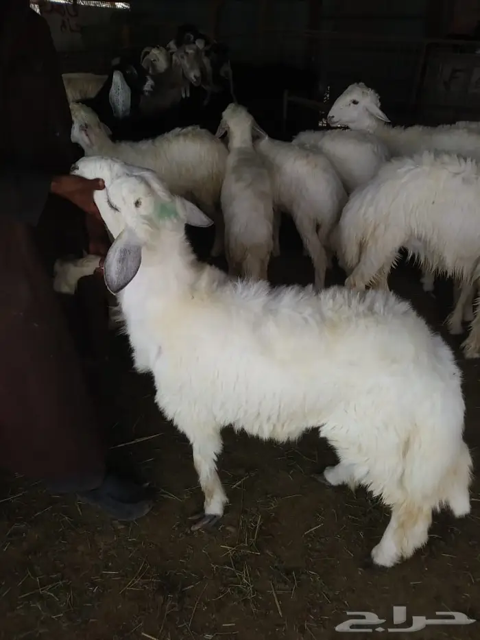 غنم للبيع من سوق الغنم الرياض بالتوصيل 8