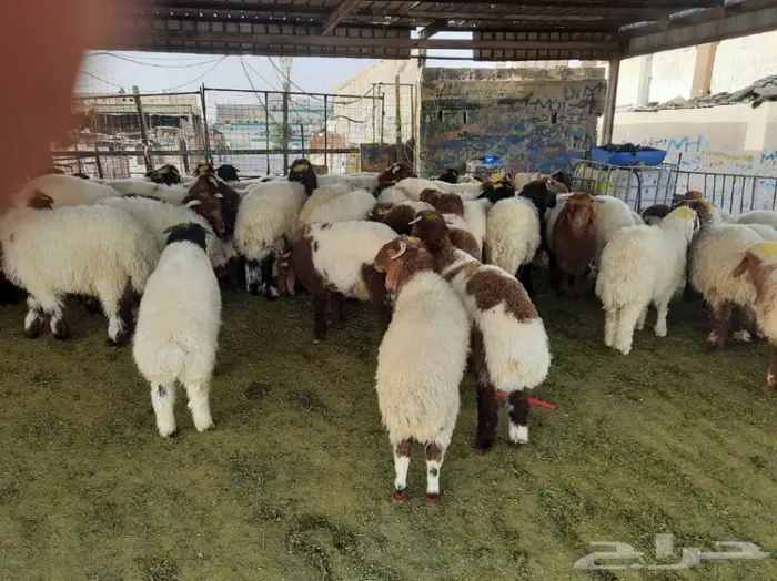 غنم للبيع من سوق الغنم الرياض بالتوصيل 2