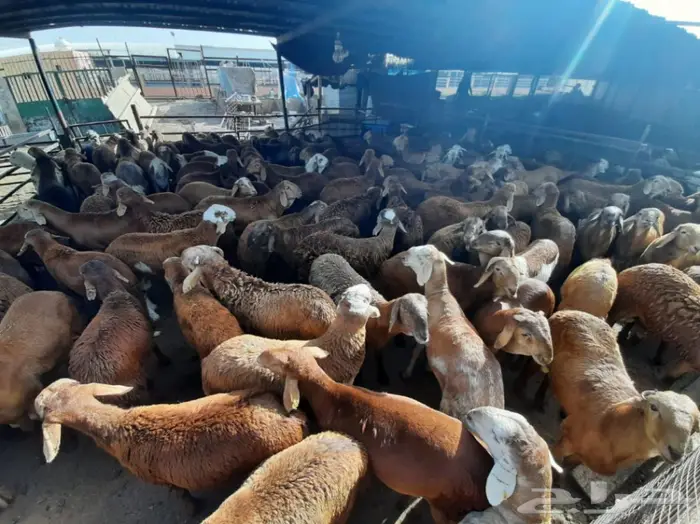غنم للبيع من سوق الغنم الرياض بالتوصيل 5