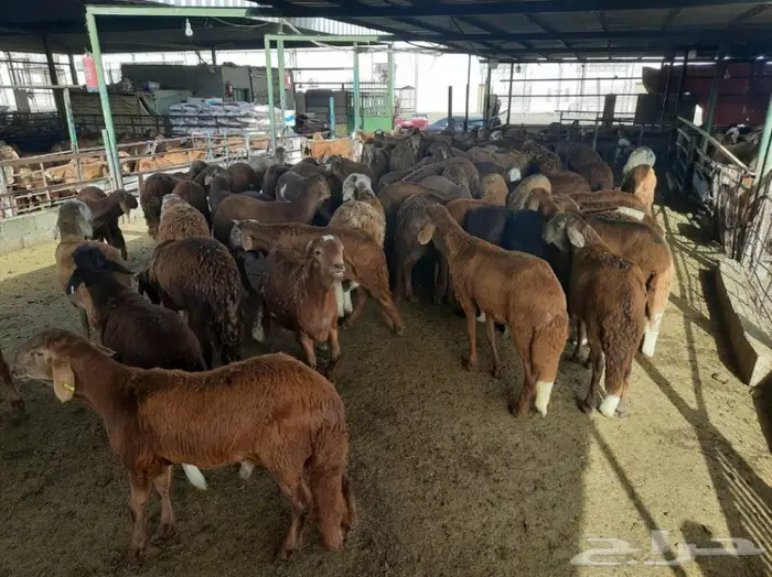 غنم للبيع من سوق الغنم الرياض بالتوصيل 6