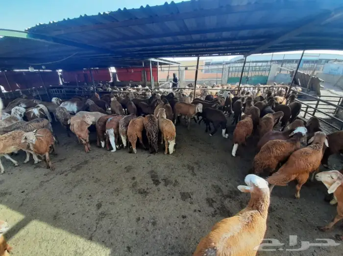 غنم للبيع من سوق الغنم الرياض بالتوصيل 7