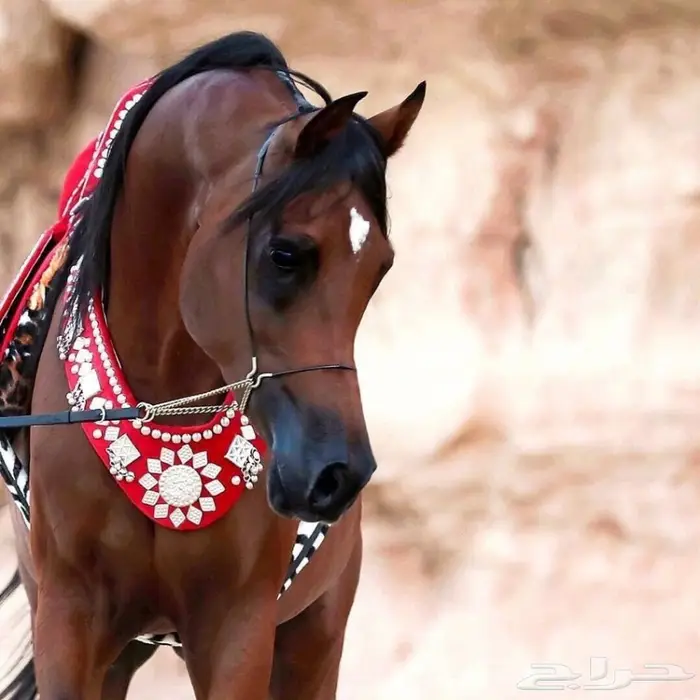 ايواء خيل اسطبل تبوك  0