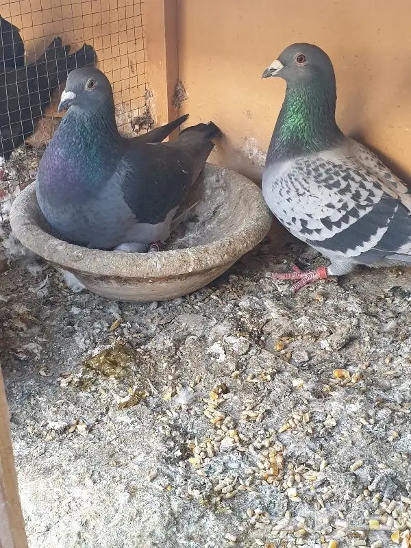 زاجل أبطال وخطوط فوز بشهادات اصل و نسب 37