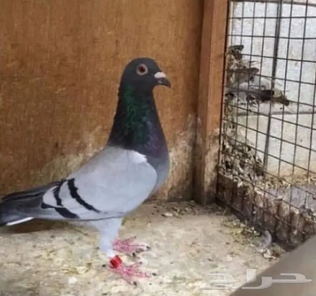زاجل أبطال وخطوط فوز بشهادات اصل و نسب 41