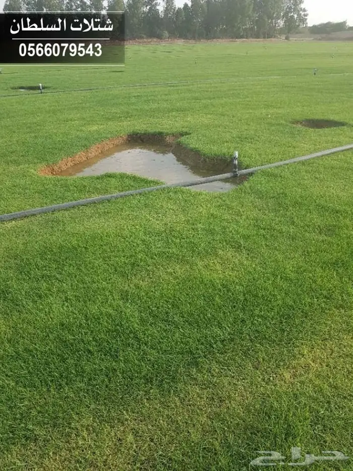 شتلات السلطان - 0566079543 10