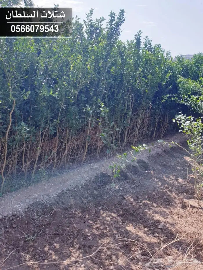 شتلات السلطان - 0566079543 32