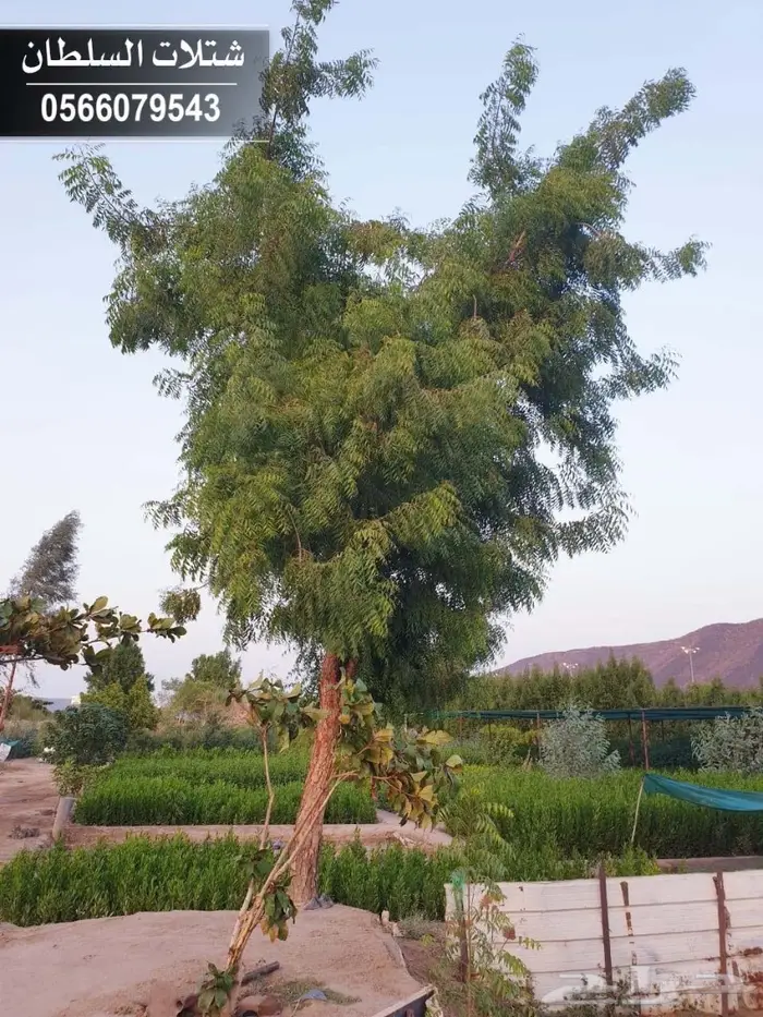 شتلات السلطان - 0566079543 46