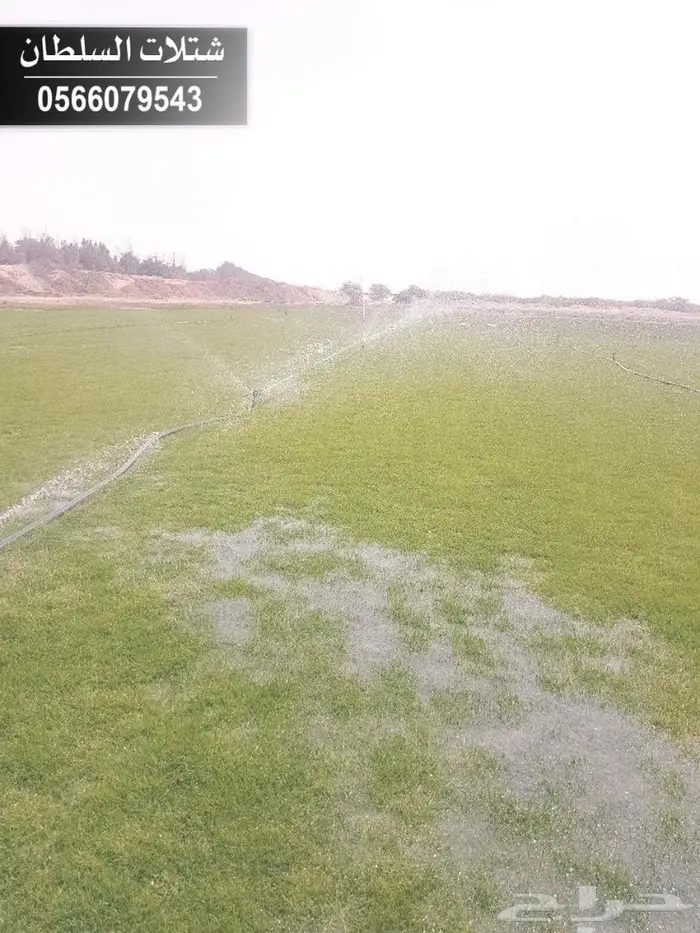 شتلات السلطان - 0566079543 71