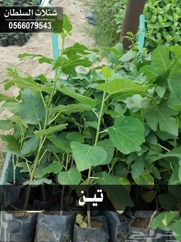 شتلات السلطان - 0566079543 96