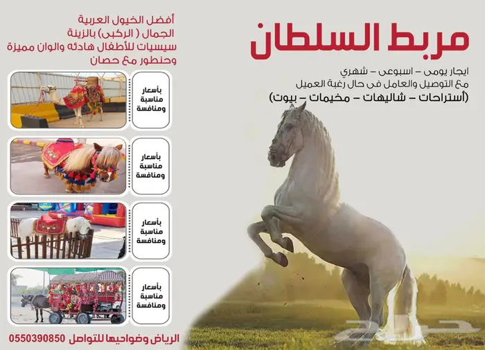 خيول وجمال وسيسي للإيجار  0