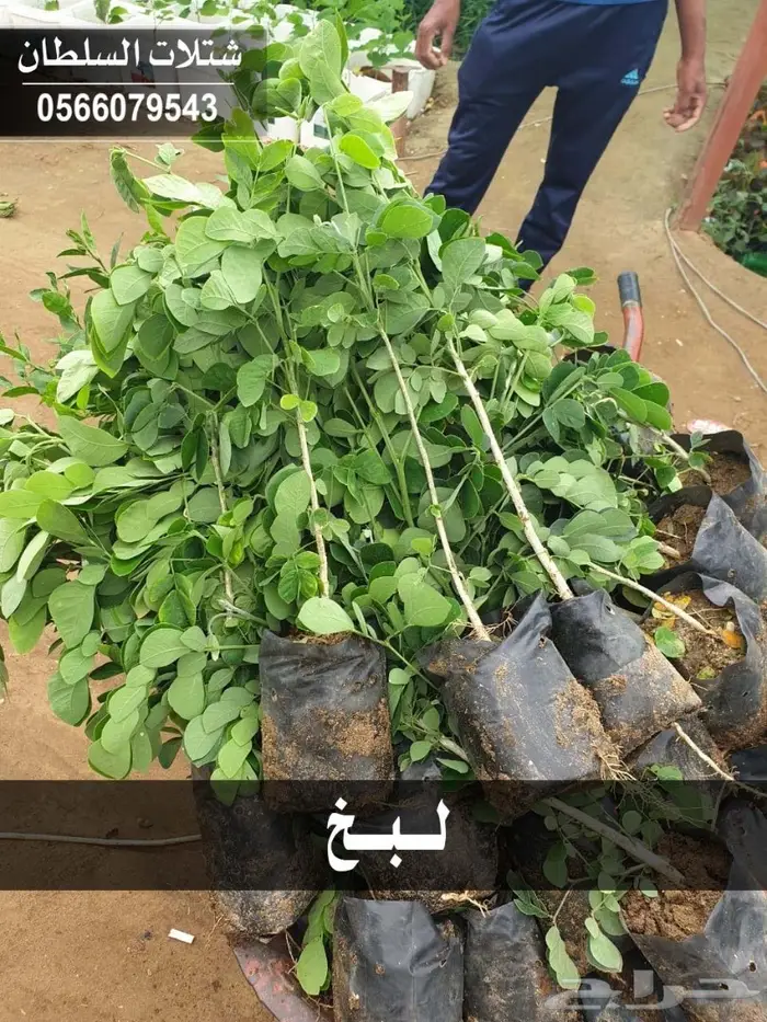 شتلات زراعية تبدأ ب1.50 ريال . 44