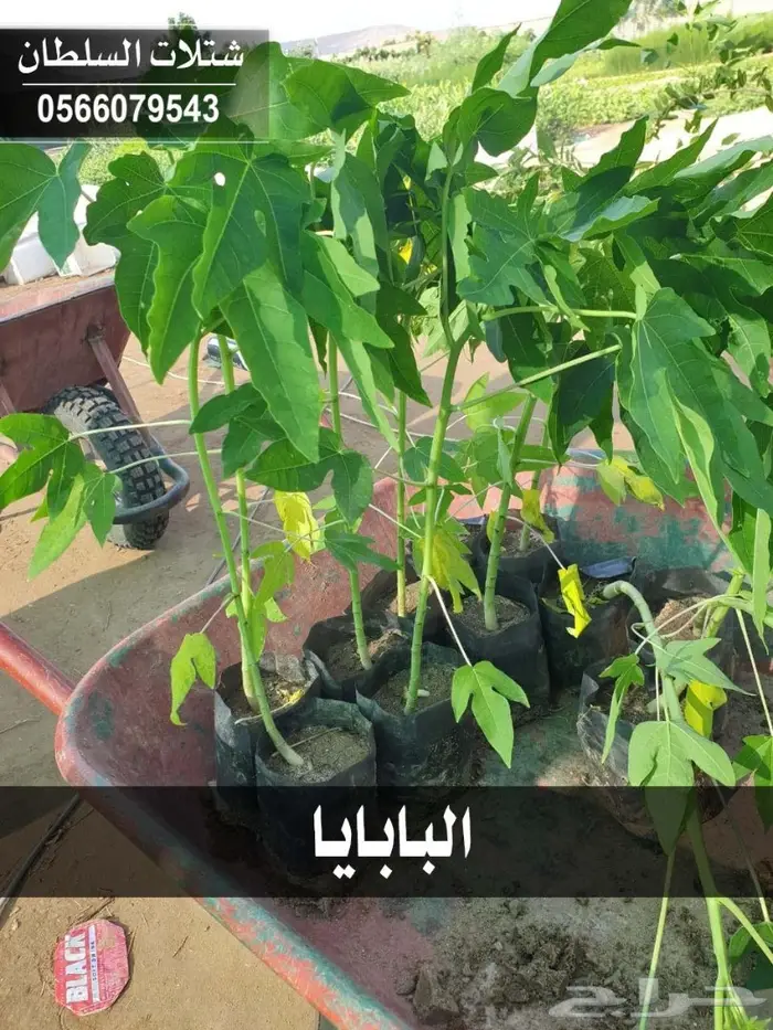 شتلات زراعية تبدأ ب1.50 ريال . 97