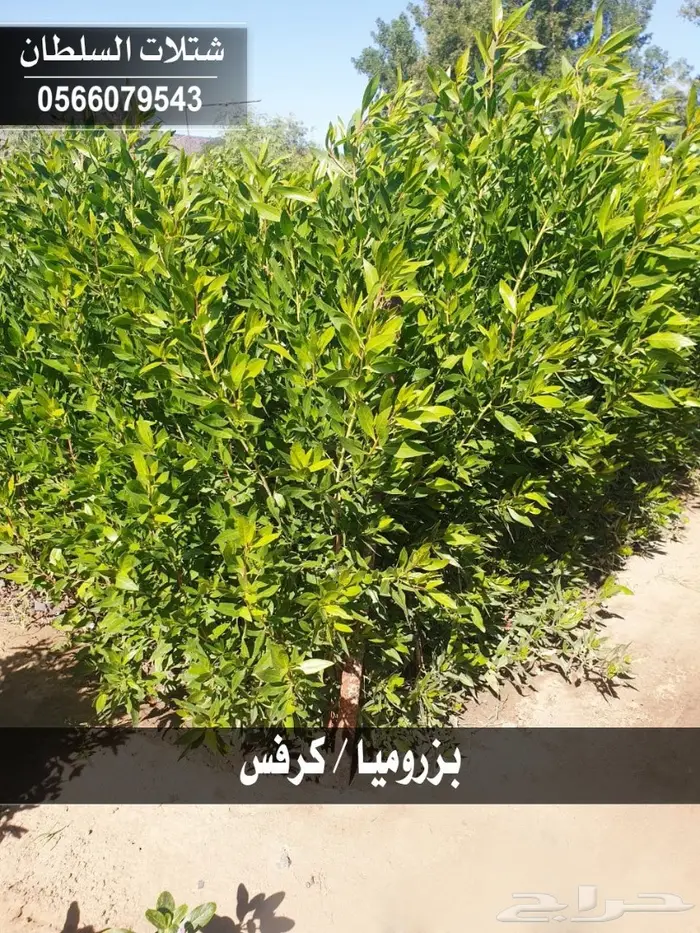 شتلات السلطان _ 0566079543 18