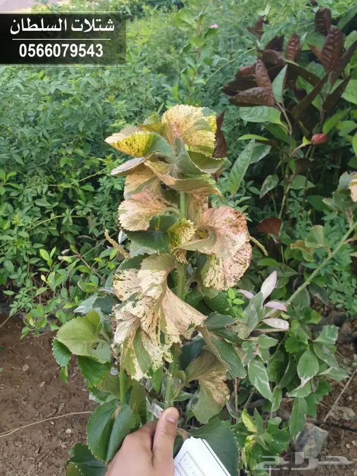 شتلات السلطان _ 0566079543 44