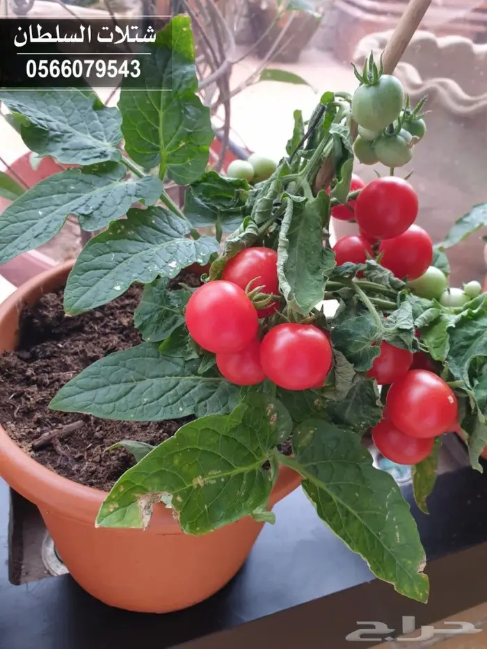 شتلات السلطان _ 0566079543 56