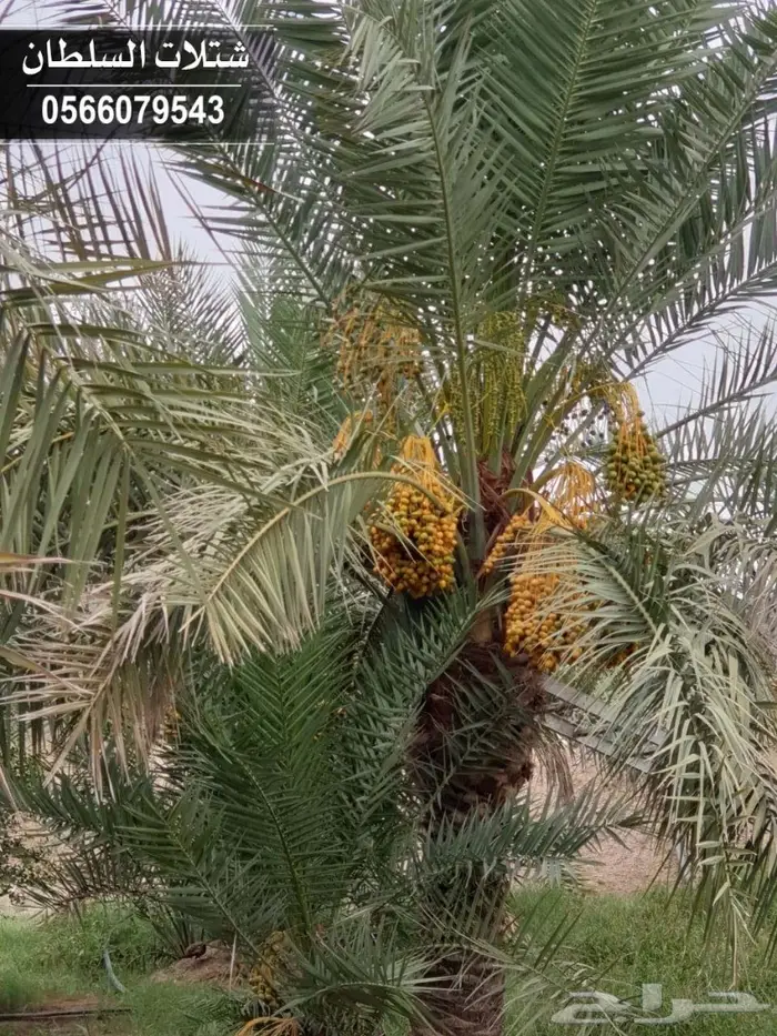 شتلات السلطان _ 0566079543 92