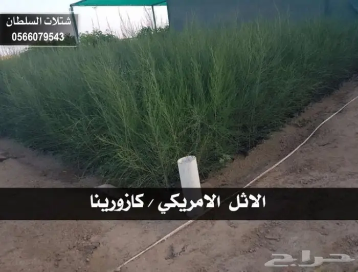 شتلات السلطان _ 0566079543 53