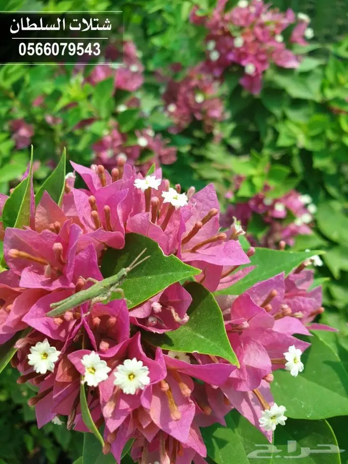 شتلات السلطان الزراعية 0566079543 28