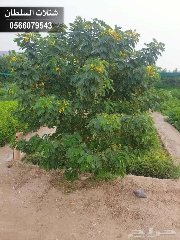 شتلات السلطان الزراعية 0566079543 40