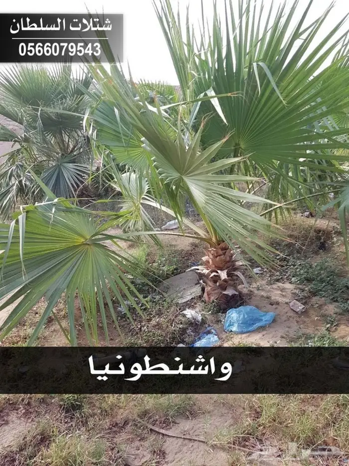 شتلات السلطان الزراعية 0566079543 57