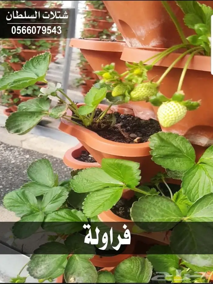 شتلات السلطان الزراعية 0566079543 74