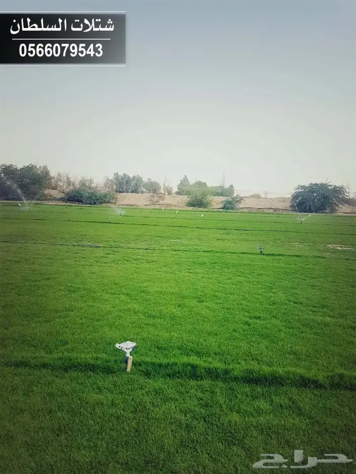 شتلات السلطان الزراعية 0566079543 91