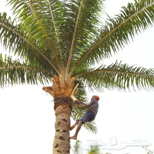 تكريب وتلقيح النخل 1