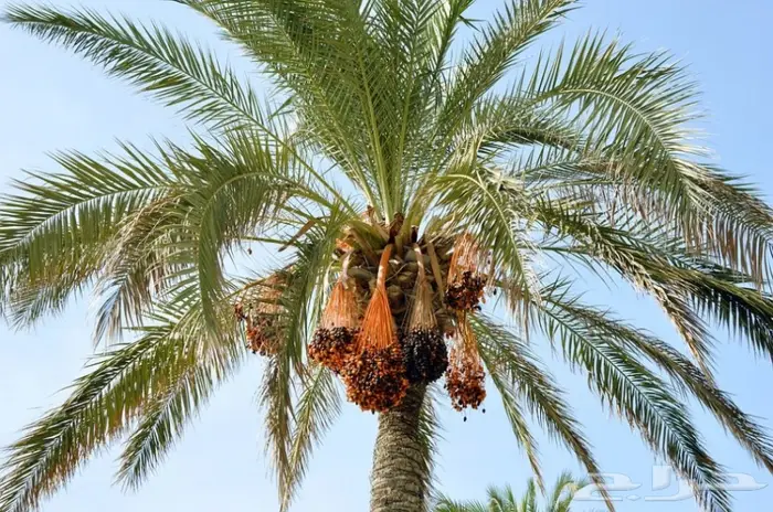 تكريب وتلقيح النخل 4