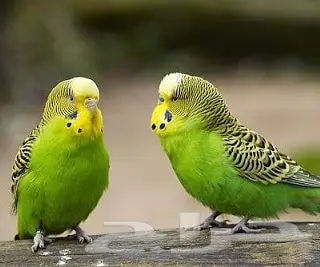 طيور زينة ومستلزماتها محل نوادر خميس مشيط 0