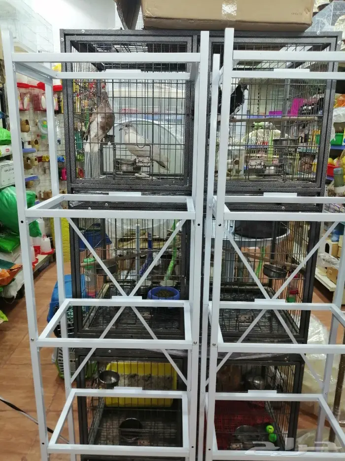 طيور زينة ومستلزماتها محل نوادر خميس مشيط 2