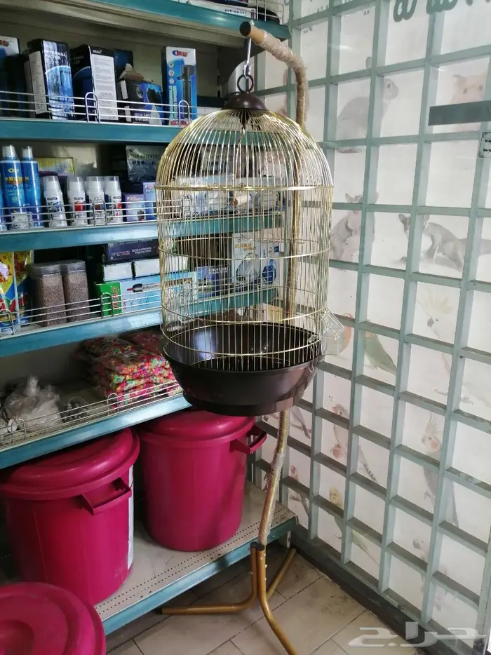 طيور زينة ومستلزماتها محل نوادر خميس مشيط 3