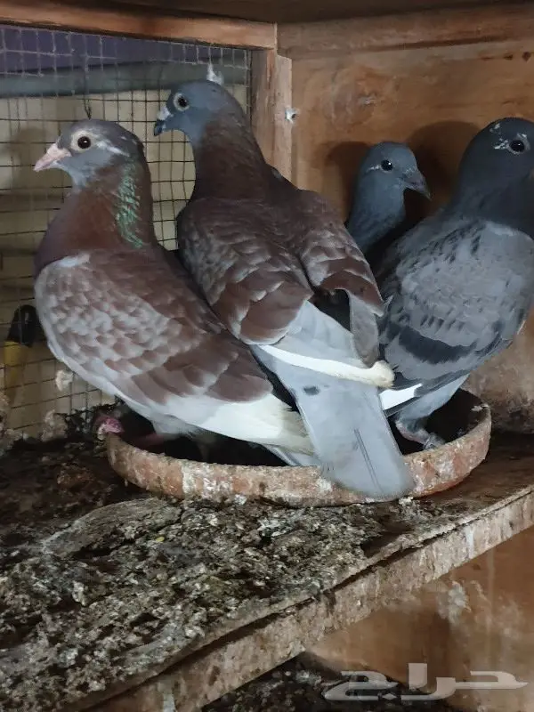 زاجل أبطال وخطوط فوز بشهادات اصل و نسب 44