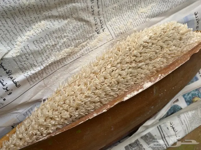 لقاح نخل للبيع 0