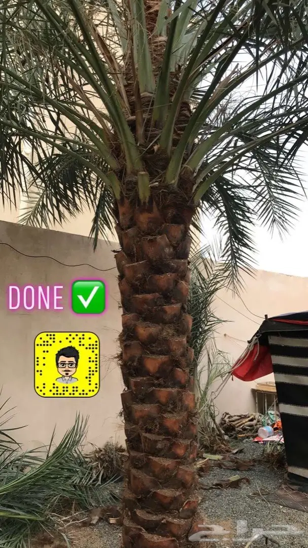 تكريب وتلقيح النخل 9