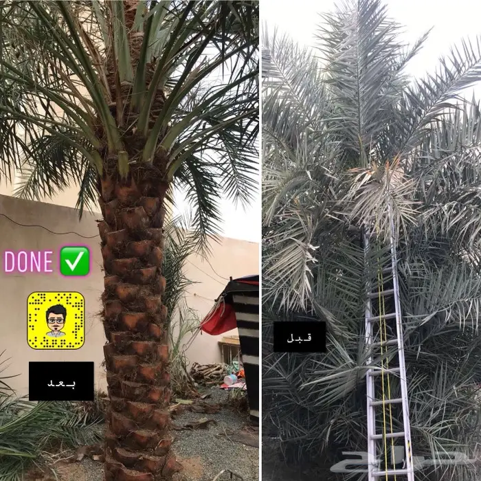 تكريب وتلقيح النخل 10