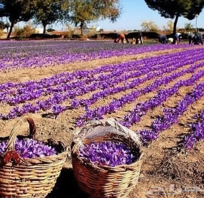 زعفران أفغاني ملكي حر سوبر نقيل للتاجر والمستهلك 9