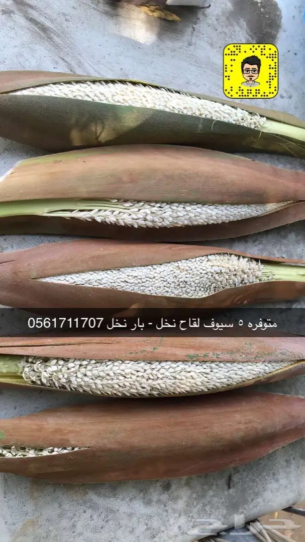 تكريب وتلقيح النخل 11