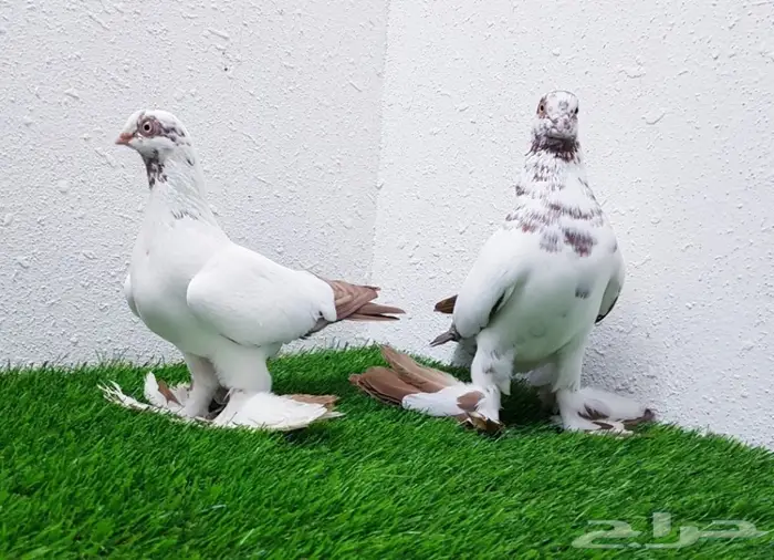عشاق الحمام الحجم الصغير(( تم البيع)) 2
