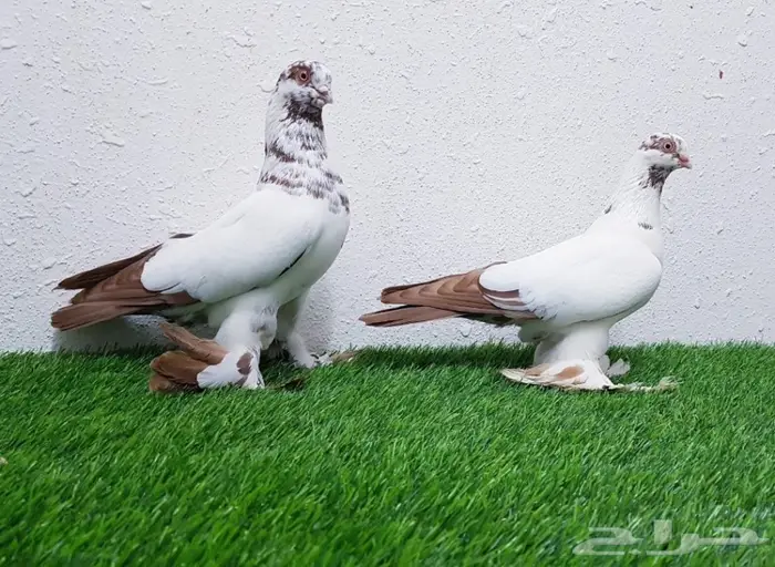 عشاق الحمام الحجم الصغير(( تم البيع)) 1